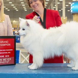American Eskimo Dogs and Golden Retrievers from Kaydells Kennels