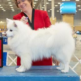American Eskimo Dogs and Golden Retrievers from Kaydells Kennels