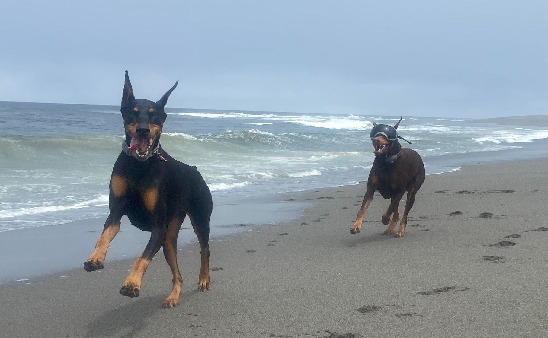 D'Acres Dobermans in California Doberman Pinscher puppies Good Dog