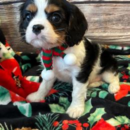 Cavalier King Charles Spaniel Puppies from Krawczyk's House of Cavaliers