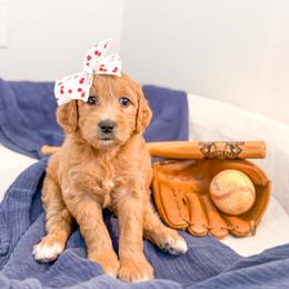 Scottie Smalls - Apricot female Goldendoodle puppy in Marietta, Georgia from Reece + Co Doodles & Poodles