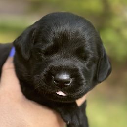 Lilac Female - Black Labrador Retriever puppy in St Matthews, South Carolina from Beaver Creek Kennels