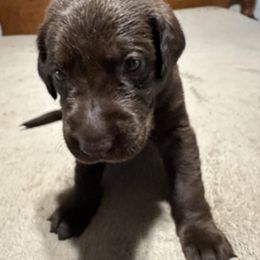 Boy 4 - Chocolate male Labrador Retriever puppy in Philadelphia, Mississippi from Pearl River Retrivers