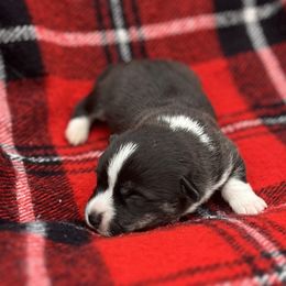 Alex - Black and tan male American Corgi puppy in Washington, Arkansas from Foxy Knoll Farm