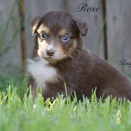 Rose - Red tri-color female Australian Shepherd puppy in Ceres, California from Knight's Aussies