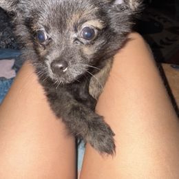 Tina - Pomeranian