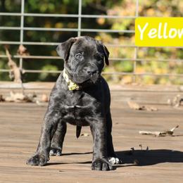 Yellow Collar - Tiger female Perro de Presa Canario puppy in Pocahontas, Illinois from Cabeza Grande Kennel