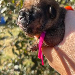 Cleo - Fawn and white female French Bulldog puppy in Spanaway, Washington from Beloved Frenchies