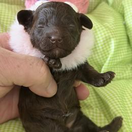 Maryland - Brown female Poodle puppy in Florence County, South Carolina from Modern Family Standards