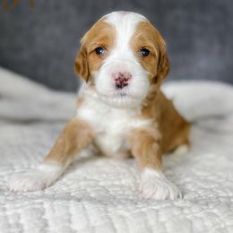 Starfish - Apricot female Goldendoodle puppy in Garden Grove, California from Sunkissed Doodles