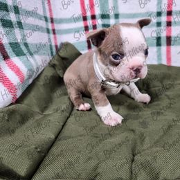 Winton - Lilac male Boston Terrier puppy in Millers Creek, North Carolina from Tumbling Shoals Hilltop Bostons