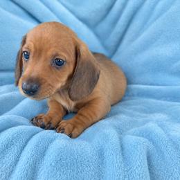 Howard - AKC - Red male Dachshund puppy in Whitehouse, Texas from Daschund Pups