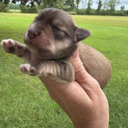 Sandy - Salt and pepper female Miniature Schnauzer puppy in Silver Creek, Mississippi from Mamie’s Minis, LLC