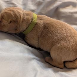 Light Green - Yellow female Labrador Retriever puppy in Briggsdale, Colorado from LC Hunting Labs, LLC.