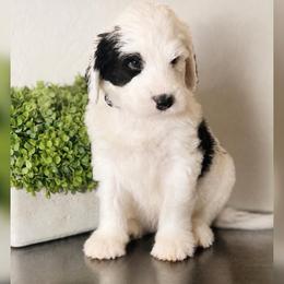 Grey collar - Black and white male Sheepadoodle puppy in Mesa, Arizona from Desert Sheepies and Doodles
