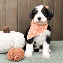 Cleo - Tri-color female Bernedoodle puppy in Bellville, Ohio from Bernedoodle Buddies