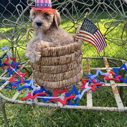 Addison - Gold female Labradoodle puppy in Waco, Texas from River Run Labradoodles