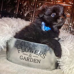 Pomeranian Puppies from Lovingood Farms