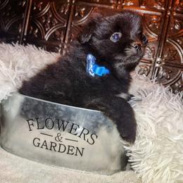 Pomeranian Puppies from Lovingood Farms