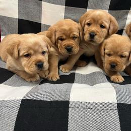 Girl - Yellow female Labrador Retriever puppy in Beaverdam, Virginia from Gold Heart Labradors