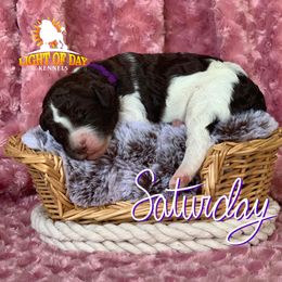 Poodle Puppies from Light of Day Kennels