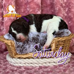 Poodle Puppies from Light of Day Kennels