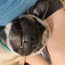 Bullmastiff Puppies from Ironward Bullmastiffs