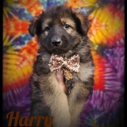 Harry - Sable male German Shepherd puppy in Fort Jennings, Ohio from Von Holtzapple German shepherds