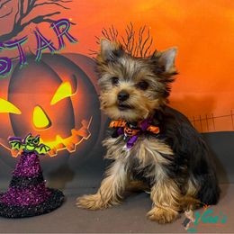 Star Purple Collar - Black and gold female Yorkshire Terrier puppy in Pleasant View, Tennessee from Vino’s Pawfect Yorkies