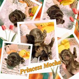 Princess mocha - Chocolate female Shih Tzu puppy in Coolidge, Arizona from Shih Tzu’s  ‘N’ Love