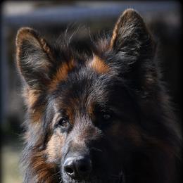 German Shepherds from Faith Shepherds