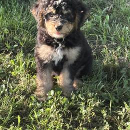 Bernedoodle Puppies from Mid-West Bernedoodles