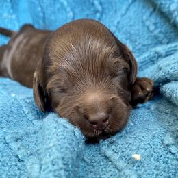 Australian Labradoodle Puppies from Salona- Australian Labradoodles of North America