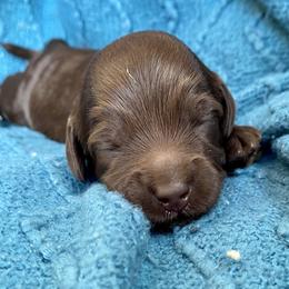 Australian Labradoodle Puppies from Salona- Australian Labradoodles of North America
