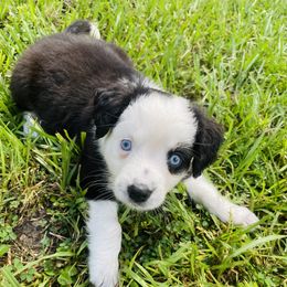 Taco - Black tri female Miniature Australian Shepherd puppy in Clearwater, Florida from Frankenmuth Mini Aussies