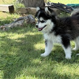 Fae - Black and white female Pomsky puppy in Amarillo, Texas from Pom Pom Pomskies