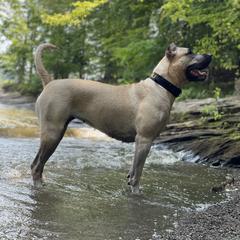 Perro de Presa Canario All Grown Up from Kings Court Kennel
