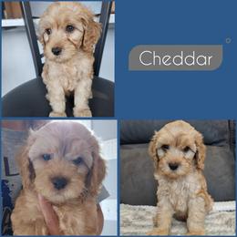 Cheddar - Golden male Cockapoo puppy in Zanesville, Ohio from Southtown Doodles LLC