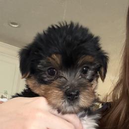 Bentley - Black and tan male Yorkshire Terrier puppy in Beulaville, North Carolina from Sunset Ranch