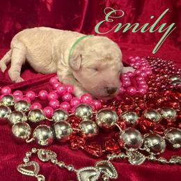 Emily - Cream female Poodle puppy in Port Orange, Florida from Daytona’s Standard Poodles