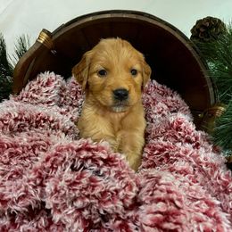 Golden Retriever Puppies from Mueller’s Furry Farm