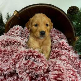 Golden Retriever Puppies from Mueller’s Furry Farm