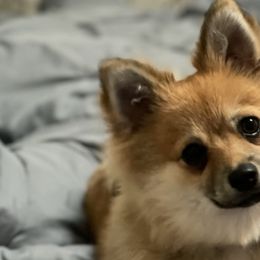 Pomeranians and Pomskies from Black Mountain Kennels