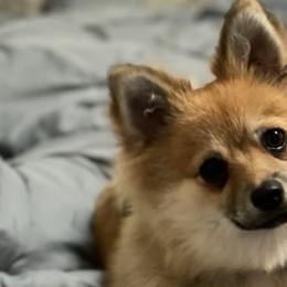 Pomeranians and Pomskies from Black Mountain Kennels