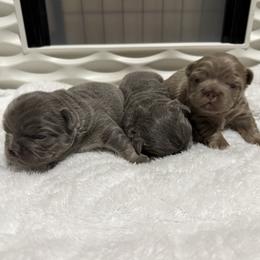 French Bulldog puppies from S-D Frenchies