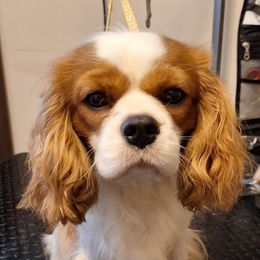 Sarah - Cavalier King Charles Spaniel