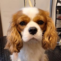 Sarah - Cavalier King Charles Spaniel
