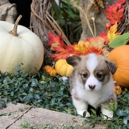 Pembroke Welsh Corgi Puppies from A&A’s Adorable Corgis