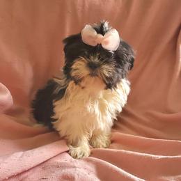 Tilly (blackest) - Black and white female Shih Tzu puppy in Hillsdale, Michigan from Prairie Fen Farm