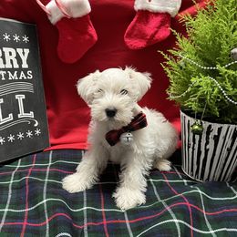 Hokie - Wheaten male Miniature Schnauzer puppy in Port Orchard, Washington from Silver Bells Miniature Schnauzers